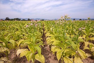 Field with flowering tobacco plants