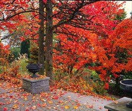 Garden in autumn with colourful maple