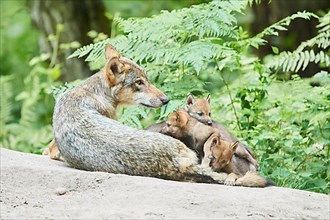 Eurasian wolf