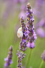 White garden snail