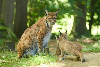 Eurasian lynx