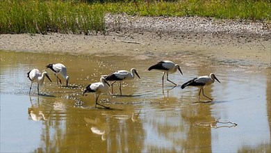 Storks at the very dry Zicksee