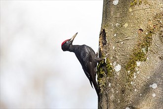 Black Woodpecker