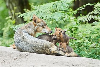 Eurasian wolf