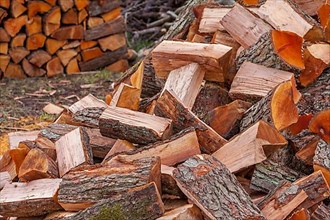 Firewood in a pile