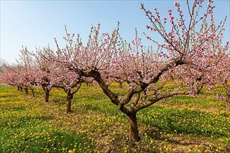 Flowering peach plantation