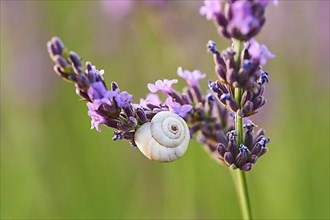 White garden snail