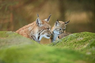 Eurasian lynx