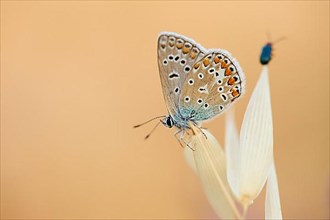 European common blue