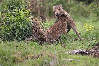 Wild boar