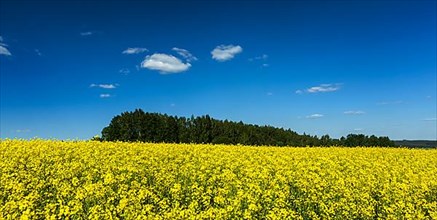 Spring summer background
