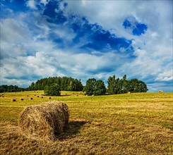 Agriculture background