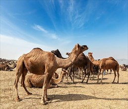 Camels at Pushkar Mela