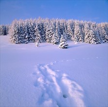 Winter landscape near Titisee-Neustadt