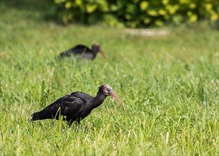 Rare northern bald ibis