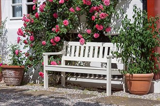 Bench with rosebush