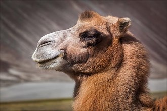 Bactrian camel portrait close up in Himalayas. Hunder village