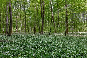 Deciduous forest with flowering ramsons