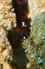 Black sea urchin