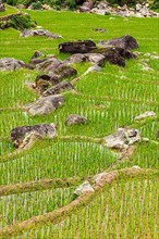 Rice field terraces