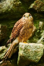 Common kestrel