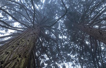 Redwood trees in the mist. Hirsau