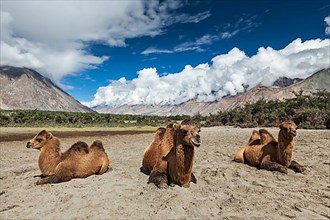 Bactrian camels in Himalayas. Hunder village