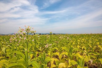 Field with flowering tobacco plants