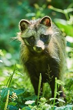 Common raccoon dog