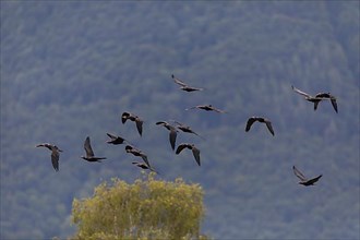 A flock of Steller's Northern Bald Ibis