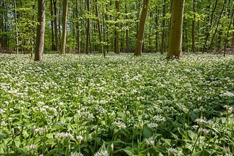 Deciduous forest with flowering ramsons