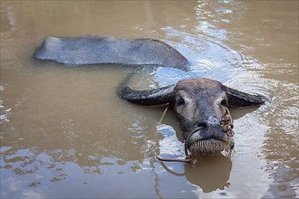 Water buffalo. Vietnam