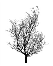 Winter tree silhouette. Isolated hand drawn vector design element over white background