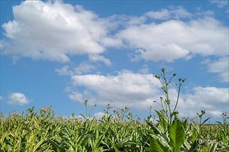Field with tobacco plants