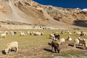 Herd of Pashmina sheep and goats grazing in Himalayas. Himachal Pradesh