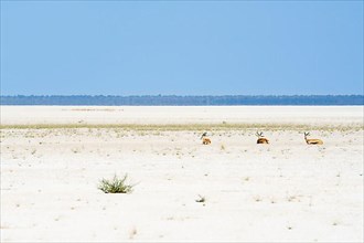 3 Springboks rest on the dried up Etosha Salt Pan. Etosha National Park