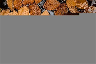 Leaves in a puddle in autumn