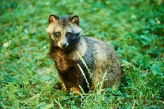 Common raccoon dog