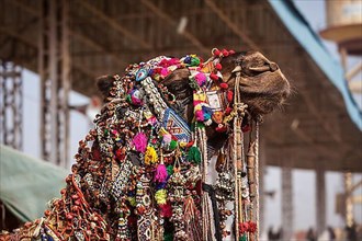 Decorated camel at Pushkar Mela