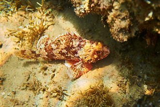 Rred scorpionfish