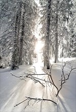 Sunlight through icy trees in deep snow