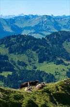 Domestic cattle