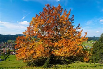 Oberstaufen