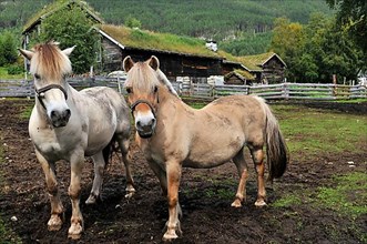 Fjord horses
