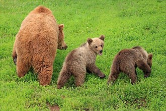 European brown bears