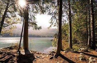 View through the trees of the Eibsee lake at sunrise