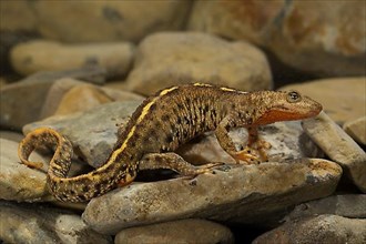 Pyrenean brook salamander