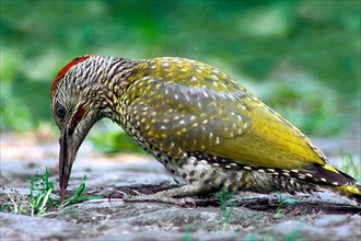 European european green woodpecker