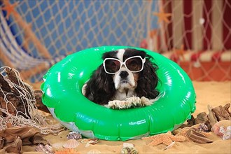 Cavalier King Charles Spaniel