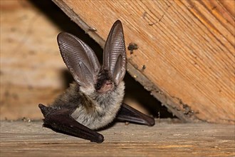 Grey long-eared bat